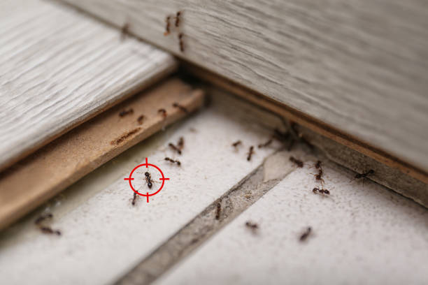 Best Commercial Pest Control Services  in Windber, PA