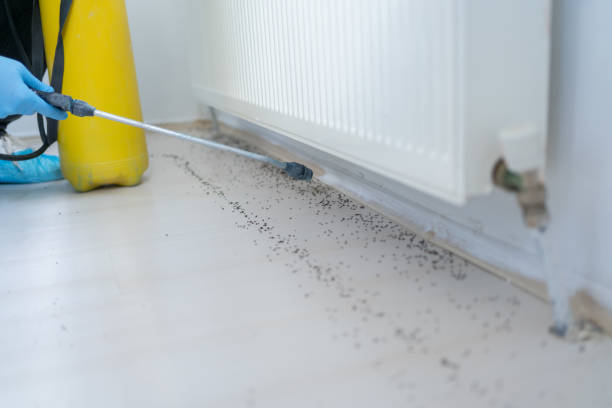 Wasp Removal Services in Windber, PA