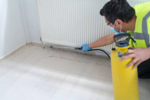 Best Termite Control Services  in Windber, PA